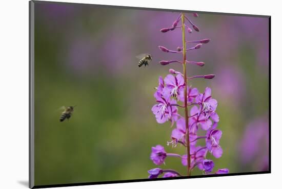 Fireweed (Chamerion Angustifolium) with Bees in Flight, Triglav Np, Slovenia, August-Zupanc-Mounted Photographic Print