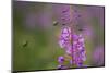 Fireweed (Chamerion Angustifolium) with Bees in Flight, Triglav Np, Slovenia, August-Zupanc-Mounted Photographic Print