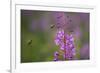 Fireweed (Chamerion Angustifolium) with Bees in Flight, Triglav Np, Slovenia, August-Zupanc-Framed Photographic Print