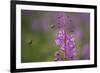 Fireweed (Chamerion Angustifolium) with Bees in Flight, Triglav Np, Slovenia, August-Zupanc-Framed Photographic Print