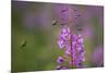 Fireweed (Chamerion Angustifolium) with Bees in Flight, Triglav Np, Slovenia, August-Zupanc-Mounted Photographic Print