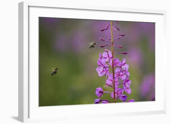 Fireweed (Chamerion Angustifolium) with Bees in Flight, Triglav Np, Slovenia, August-Zupanc-Framed Photographic Print