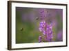 Fireweed (Chamerion Angustifolium) with Bees in Flight, Triglav Np, Slovenia, August-Zupanc-Framed Photographic Print