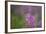 Fireweed (Chamerion Angustifolium) with Bees in Flight, Triglav Np, Slovenia, August-Zupanc-Framed Photographic Print