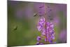 Fireweed (Chamerion Angustifolium) with Bees in Flight, Triglav Np, Slovenia, August-Zupanc-Mounted Photographic Print