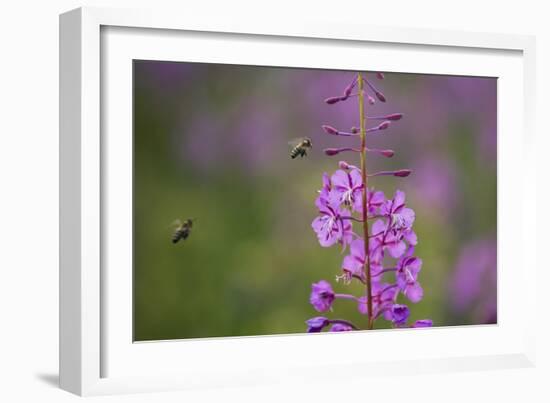 Fireweed (Chamerion Angustifolium) with Bees in Flight, Triglav Np, Slovenia, August-Zupanc-Framed Photographic Print