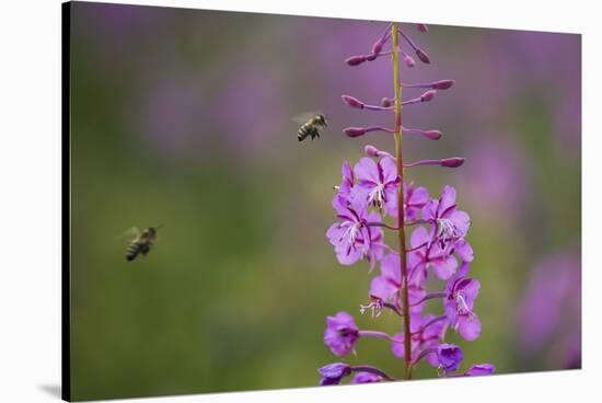 Fireweed (Chamerion Angustifolium) with Bees in Flight, Triglav Np, Slovenia, August-Zupanc-Stretched Canvas