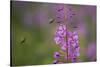 Fireweed (Chamerion Angustifolium) with Bees in Flight, Triglav Np, Slovenia, August-Zupanc-Stretched Canvas