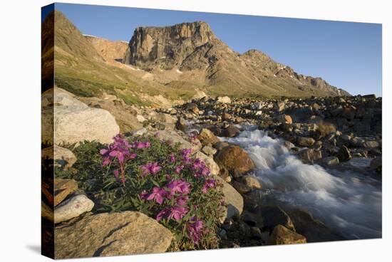 Fireweed Flowers Along Stream-Paul Souders-Stretched Canvas