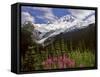 Fireweed Flowers below Mt. Baker-Steve Terrill-Framed Stretched Canvas