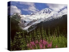 Fireweed Flowers below Mt. Baker-Steve Terrill-Stretched Canvas