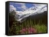 Fireweed Flowers below Mt. Baker-Steve Terrill-Framed Stretched Canvas