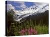 Fireweed Flowers below Mt. Baker-Steve Terrill-Stretched Canvas