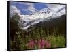 Fireweed Flowers below Mt. Baker-Steve Terrill-Framed Stretched Canvas