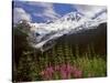 Fireweed Flowers below Mt. Baker-Steve Terrill-Stretched Canvas