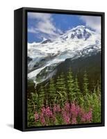 Fireweed Flowers below Mt. Baker-Steve Terrill-Framed Stretched Canvas
