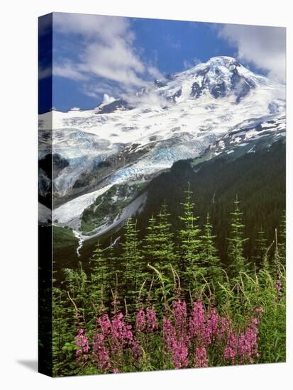 Fireweed Flowers below Mt. Baker-Steve Terrill-Stretched Canvas