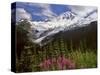 Fireweed Flowers below Mt. Baker-Steve Terrill-Stretched Canvas