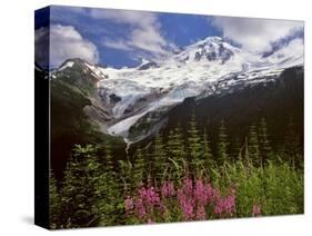 Fireweed Flowers below Mt. Baker-Steve Terrill-Stretched Canvas