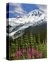 Fireweed Flowers below Mt. Baker-Steve Terrill-Stretched Canvas