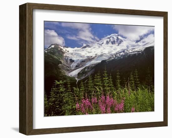 Fireweed Flowers below Mt. Baker-Steve Terrill-Framed Photographic Print