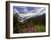 Fireweed Flowers below Mt. Baker-Steve Terrill-Framed Photographic Print