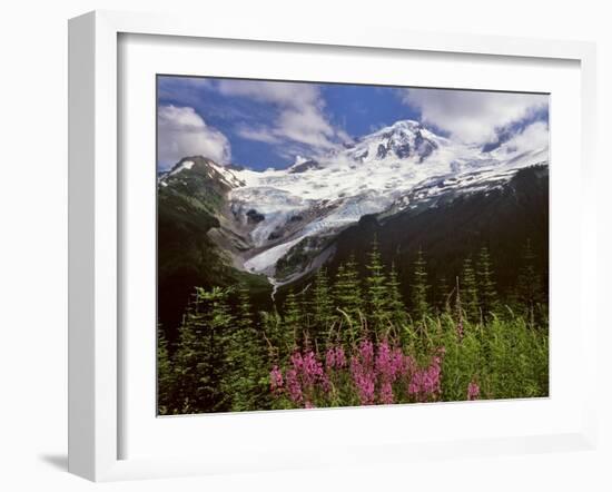 Fireweed Flowers below Mt. Baker-Steve Terrill-Framed Photographic Print