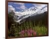 Fireweed Flowers below Mt. Baker-Steve Terrill-Framed Photographic Print