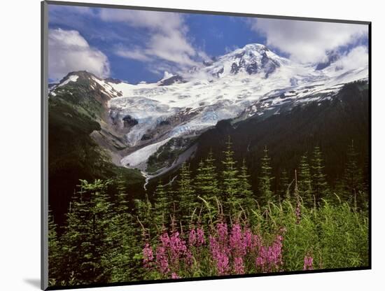 Fireweed Flowers below Mt. Baker-Steve Terrill-Mounted Photographic Print