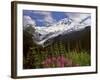 Fireweed Flowers below Mt. Baker-Steve Terrill-Framed Photographic Print