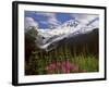 Fireweed Flowers below Mt. Baker-Steve Terrill-Framed Photographic Print