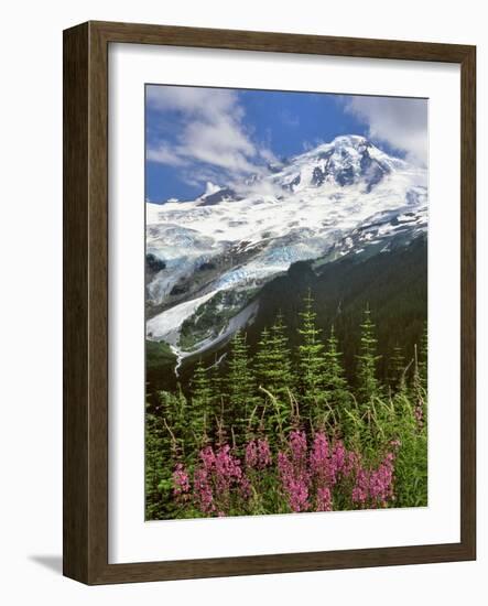 Fireweed Flowers below Mt. Baker-Steve Terrill-Framed Photographic Print