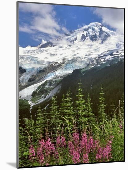 Fireweed Flowers below Mt. Baker-Steve Terrill-Mounted Photographic Print