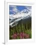 Fireweed Flowers below Mt. Baker-Steve Terrill-Framed Photographic Print