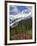 Fireweed Flowers below Mt. Baker-Steve Terrill-Framed Photographic Print