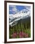 Fireweed Flowers below Mt. Baker-Steve Terrill-Framed Photographic Print