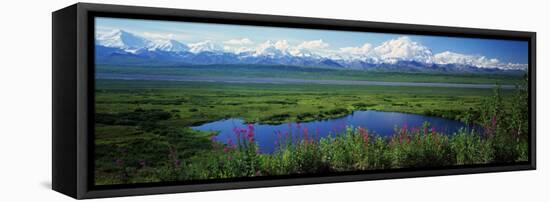 Fireweed Flowers in Bloom by Lake, Denali National Park, Alaska, USA-null-Framed Stretched Canvas