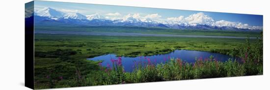 Fireweed Flowers in Bloom by Lake, Denali National Park, Alaska, USA-null-Stretched Canvas