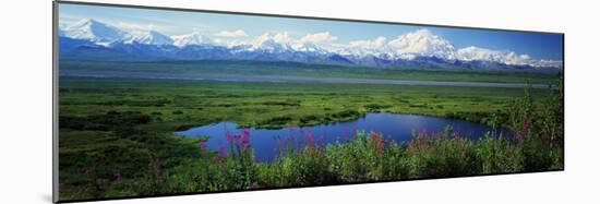 Fireweed Flowers in Bloom by Lake, Denali National Park, Alaska, USA-null-Mounted Photographic Print