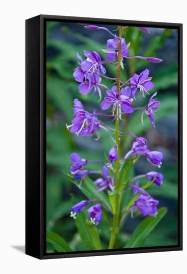 Fireweed, Freund Canyon, Leavenworth, Washington, USA-Roddy Scheer-Framed Stretched Canvas