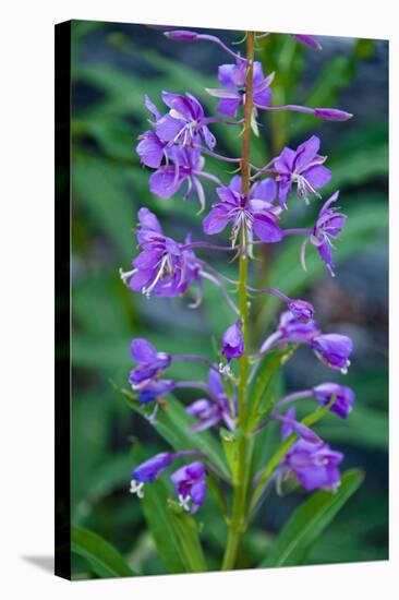 Fireweed, Freund Canyon, Leavenworth, Washington, USA-Roddy Scheer-Stretched Canvas