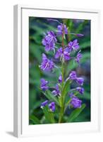 Fireweed, Freund Canyon, Leavenworth, Washington, USA-Roddy Scheer-Framed Photographic Print