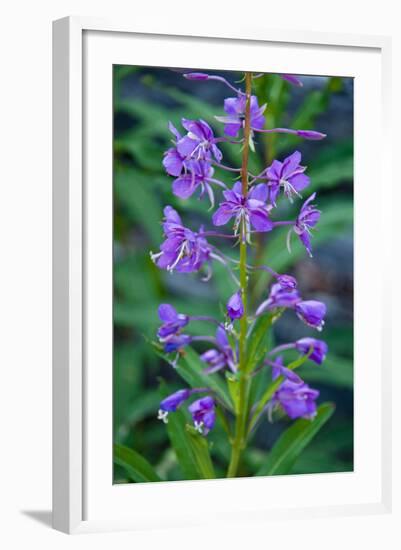 Fireweed, Freund Canyon, Leavenworth, Washington, USA-Roddy Scheer-Framed Photographic Print