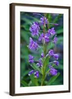 Fireweed, Freund Canyon, Leavenworth, Washington, USA-Roddy Scheer-Framed Photographic Print