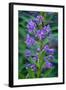 Fireweed, Freund Canyon, Leavenworth, Washington, USA-Roddy Scheer-Framed Photographic Print