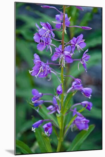 Fireweed, Freund Canyon, Leavenworth, Washington, USA-Roddy Scheer-Mounted Photographic Print