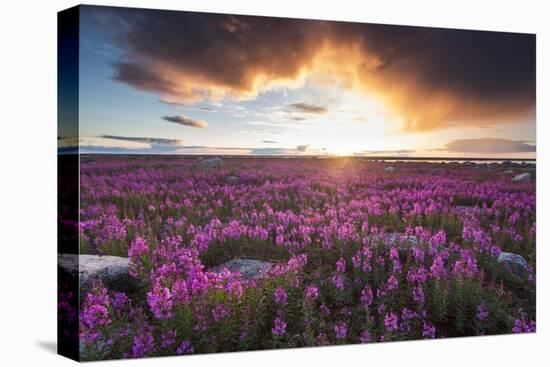 Fireweed, Hudson Bay, Canada-Paul Souders-Stretched Canvas