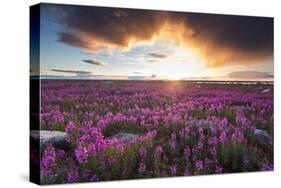 Fireweed, Hudson Bay, Canada-Paul Souders-Stretched Canvas