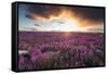 Fireweed, Hudson Bay, Canada-Paul Souders-Framed Stretched Canvas