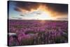 Fireweed, Hudson Bay, Canada-Paul Souders-Stretched Canvas